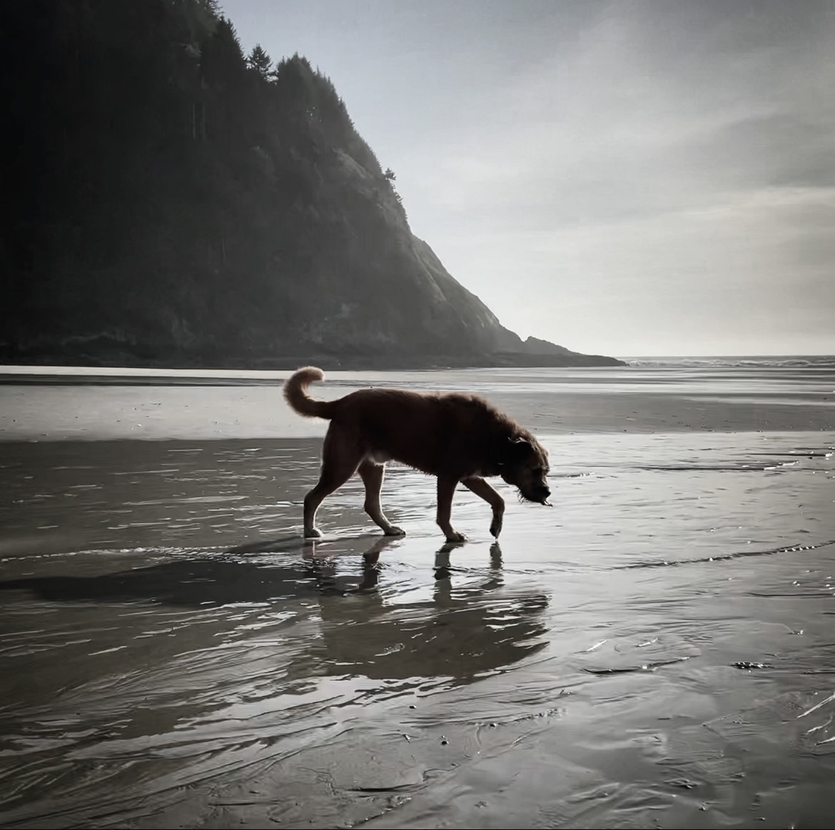 Stout at Hobbit Beach