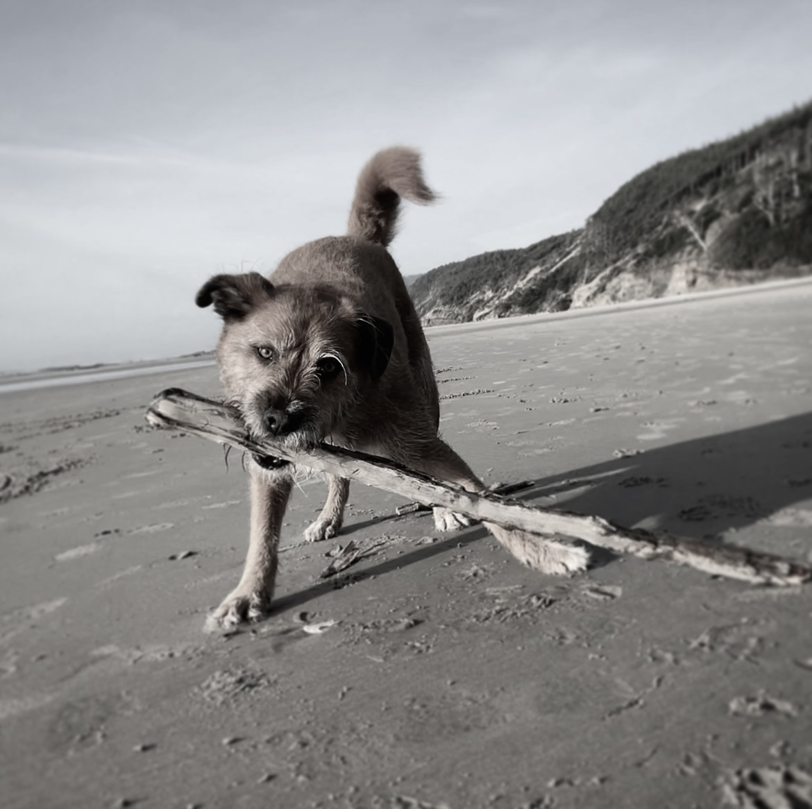 Stout at Hobbit Beach